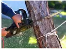 Tree Trimming and Pruning Services Bellevue Hill