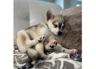 Alaskan klee kai puppies for sale