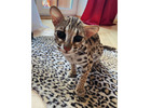 Adorable Ocelot , Serval, Savannah and Caracal Kittens for Sale!